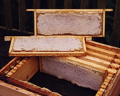 Honey comb ready for extraction